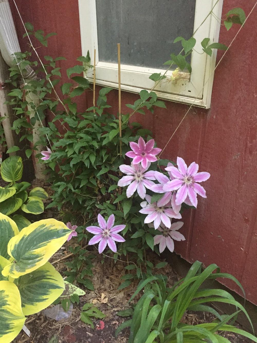 Photo of Clematis 'Nelly Moser' uploaded by SpringGreenThumb