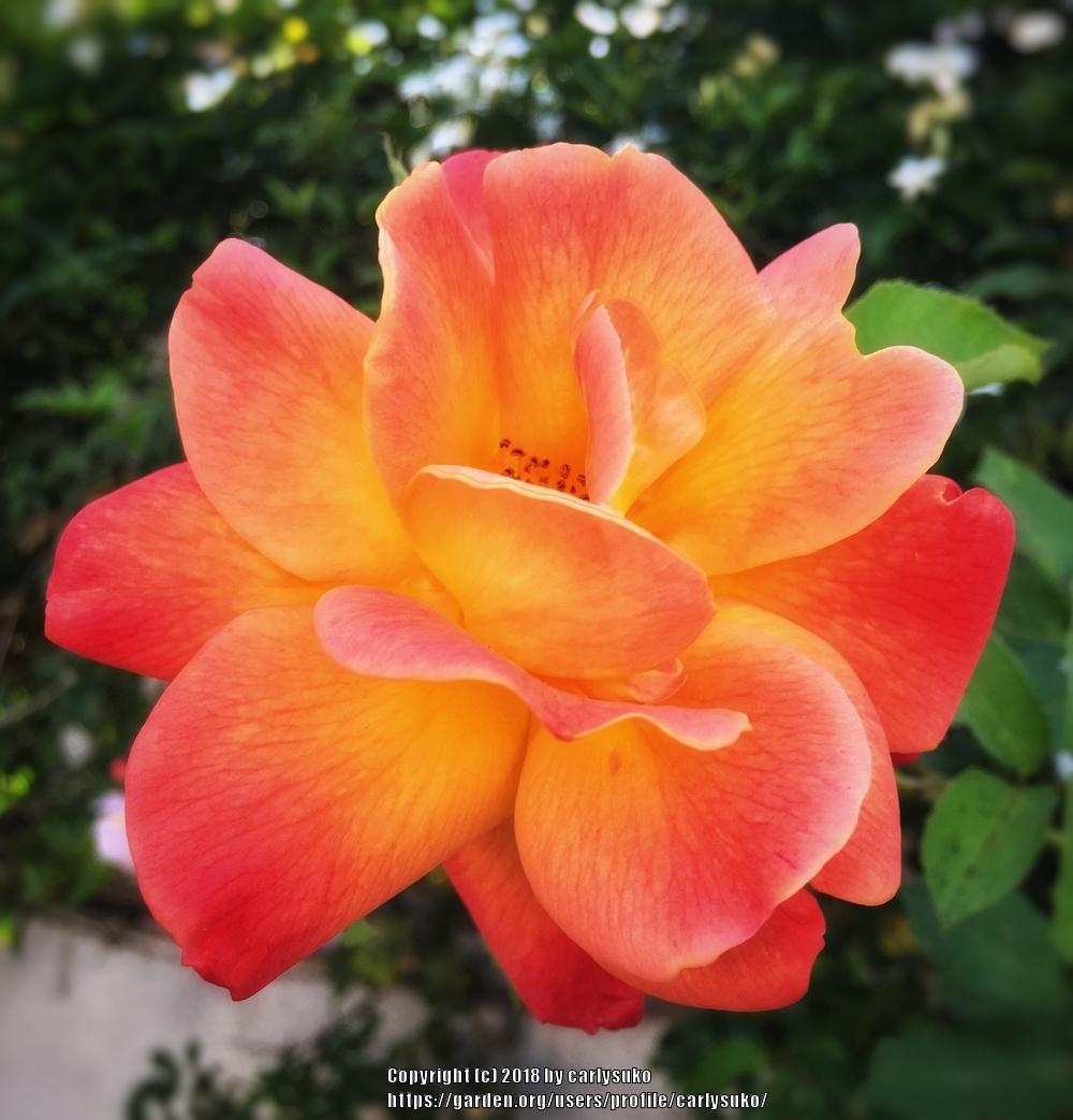 Photo of Rose (Rosa 'Joseph's Coat') uploaded by carlysuko