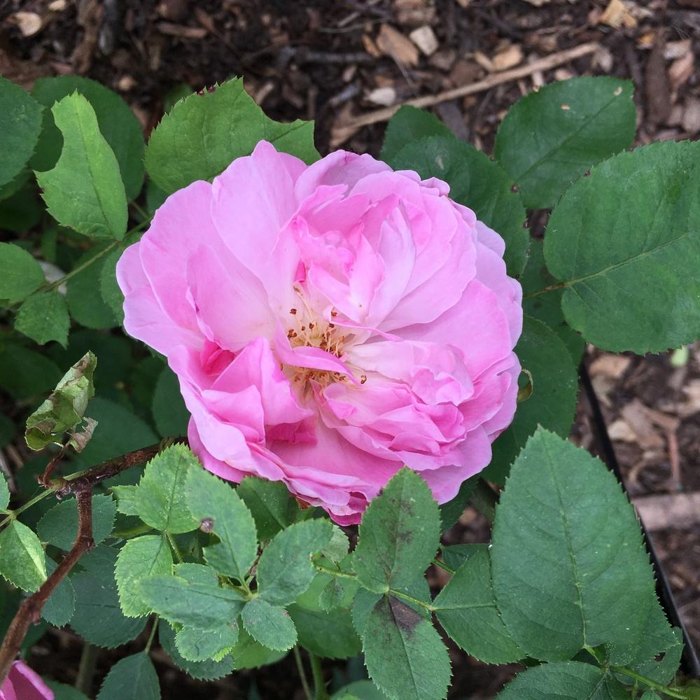 Photo of Rose (Rosa 'Mary Rose') uploaded by csandt
