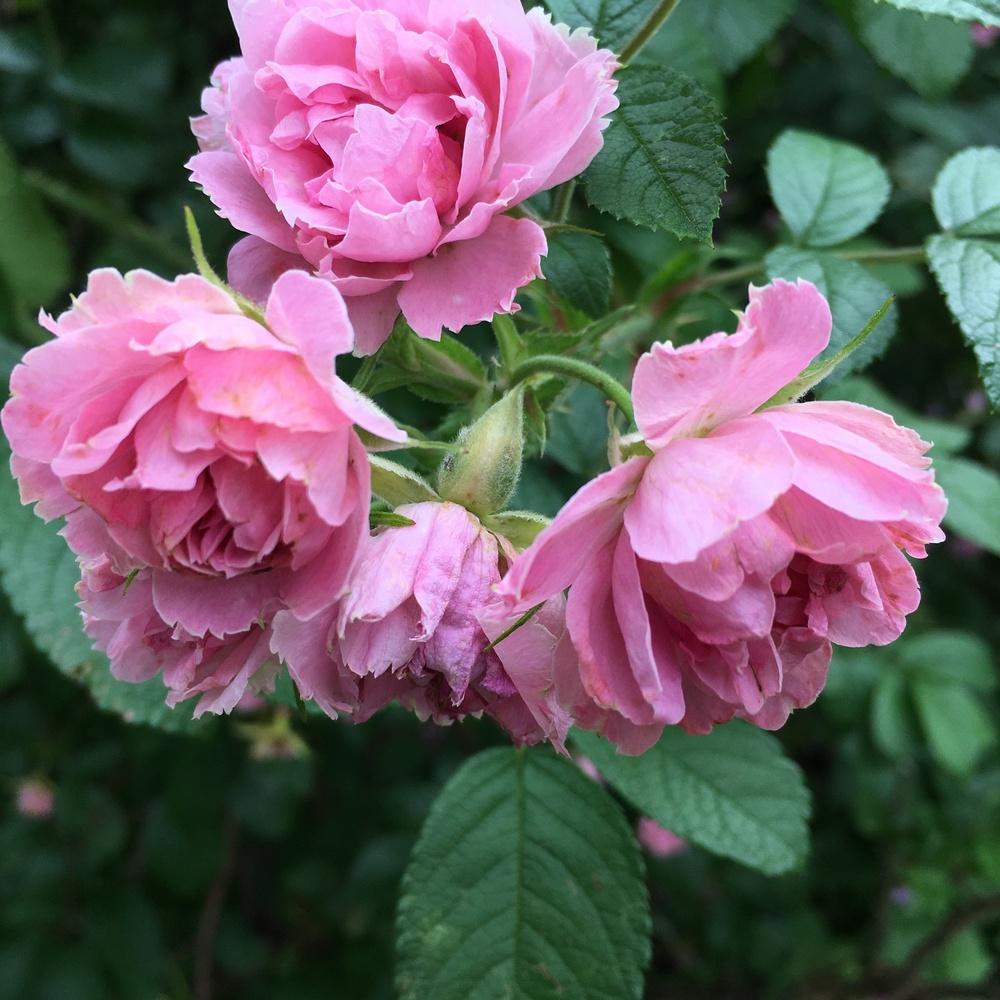 Photo of Rose (Rosa 'Pink Grootendorst') uploaded by csandt