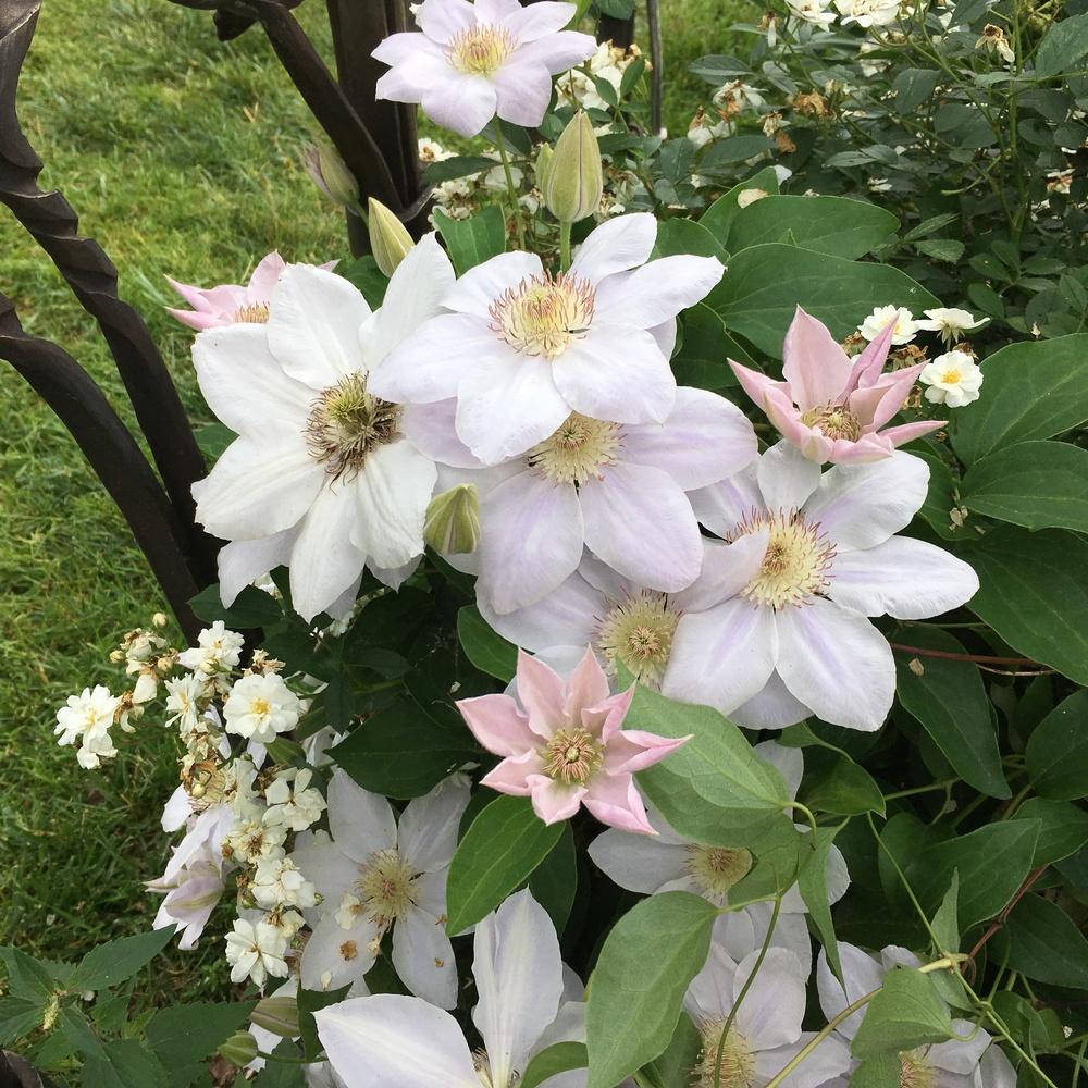 Photo of Clematis Chantilly™ uploaded by csandt