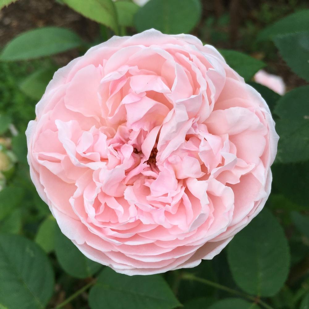Photo of Rose (Rosa 'St. Cecilia') uploaded by csandt