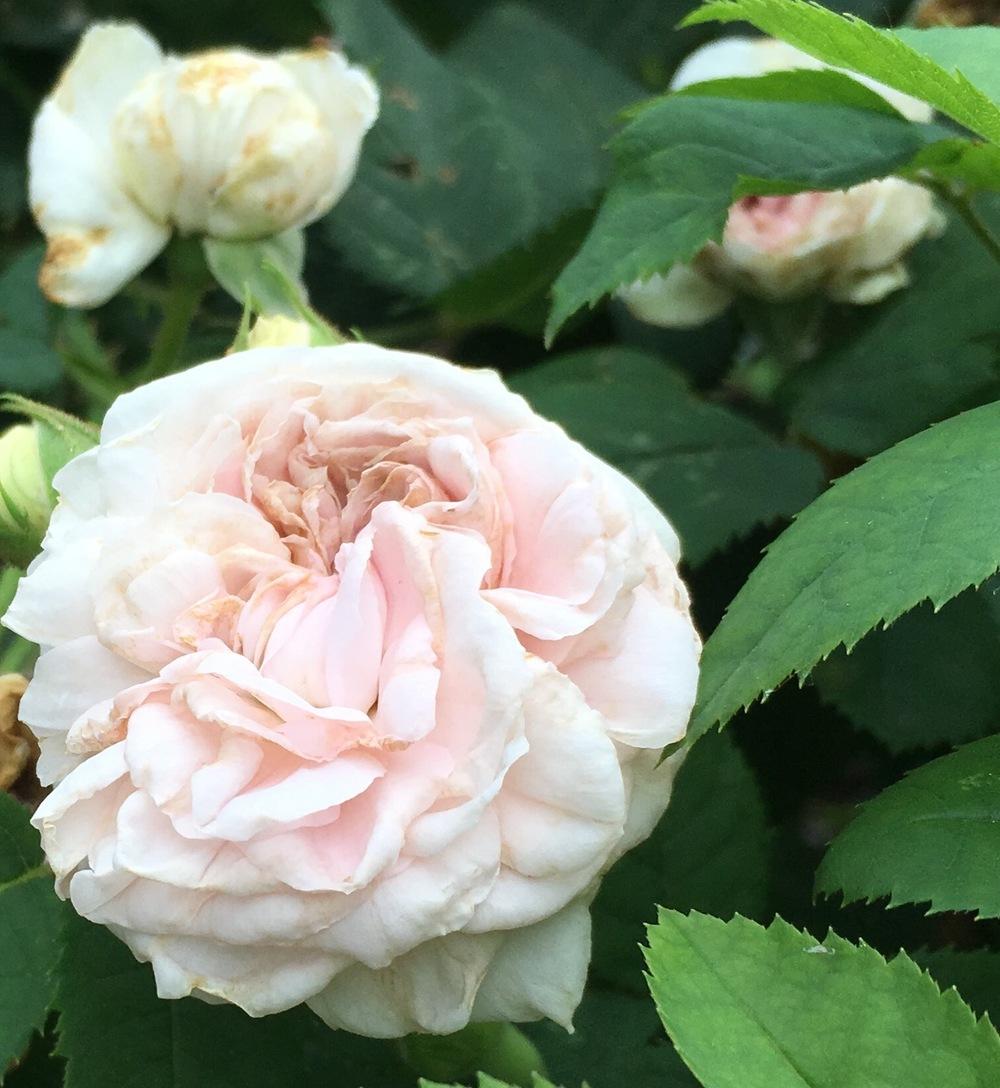 Photo of Rose (Rosa 'Felicite Parmentier') uploaded by csandt
