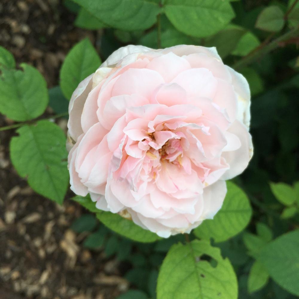 Photo of Rose (Rosa 'St. Cecilia') uploaded by csandt