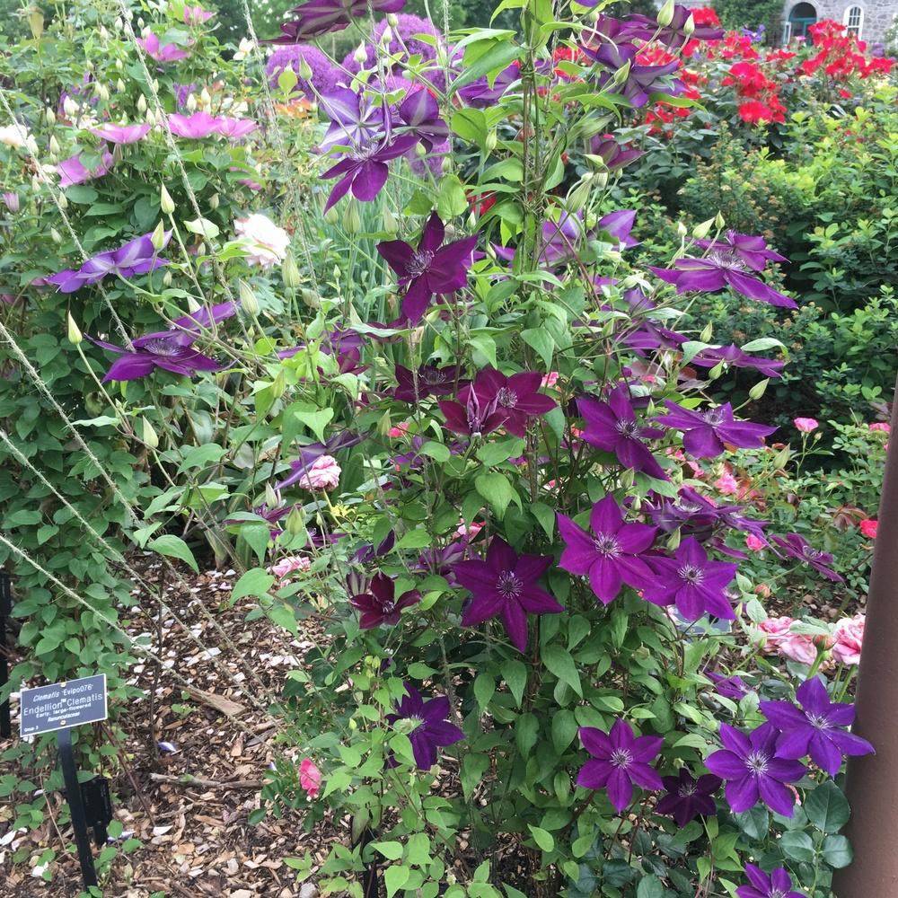 Photo of Clematis Amethyst Beauty™ uploaded by csandt