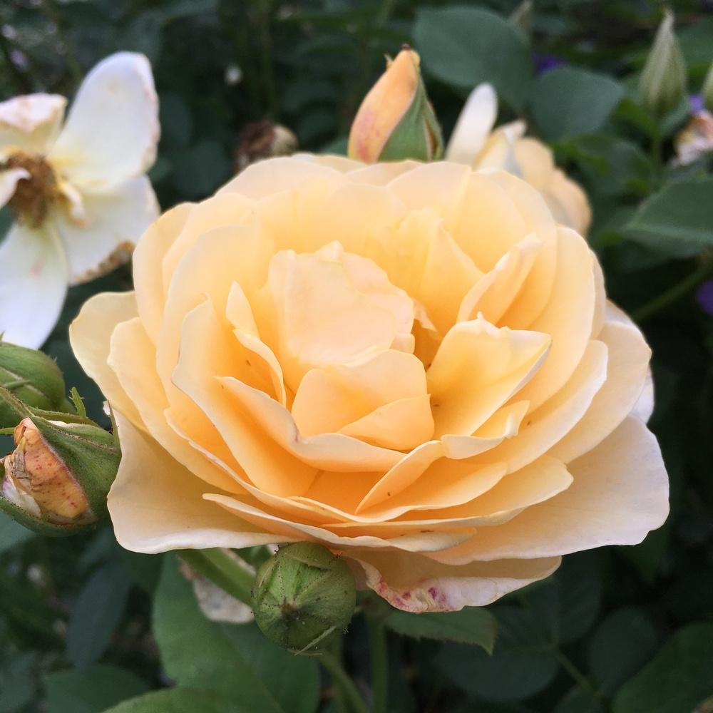 Photo of Rose (Rosa 'Graham Thomas') uploaded by csandt