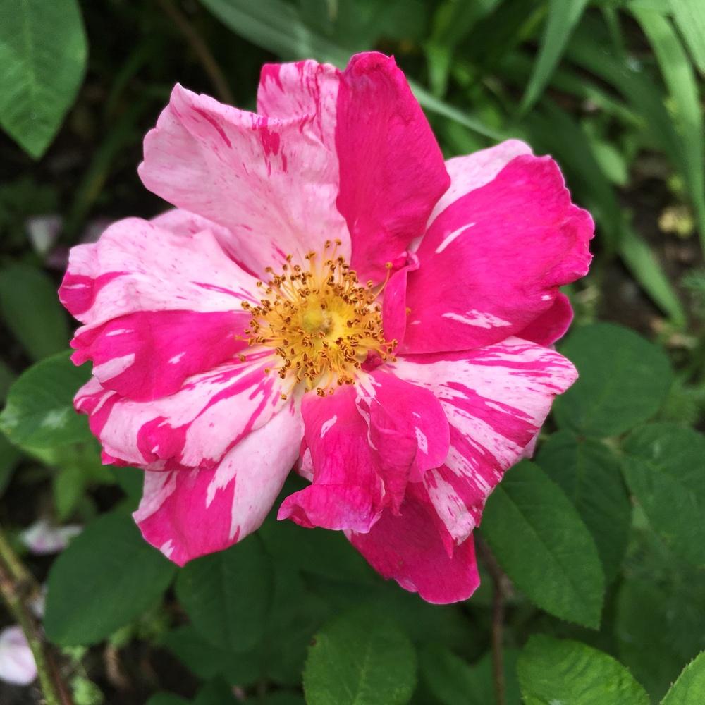 Photo of Rose (Rosa 'Rosa Mundi') uploaded by csandt