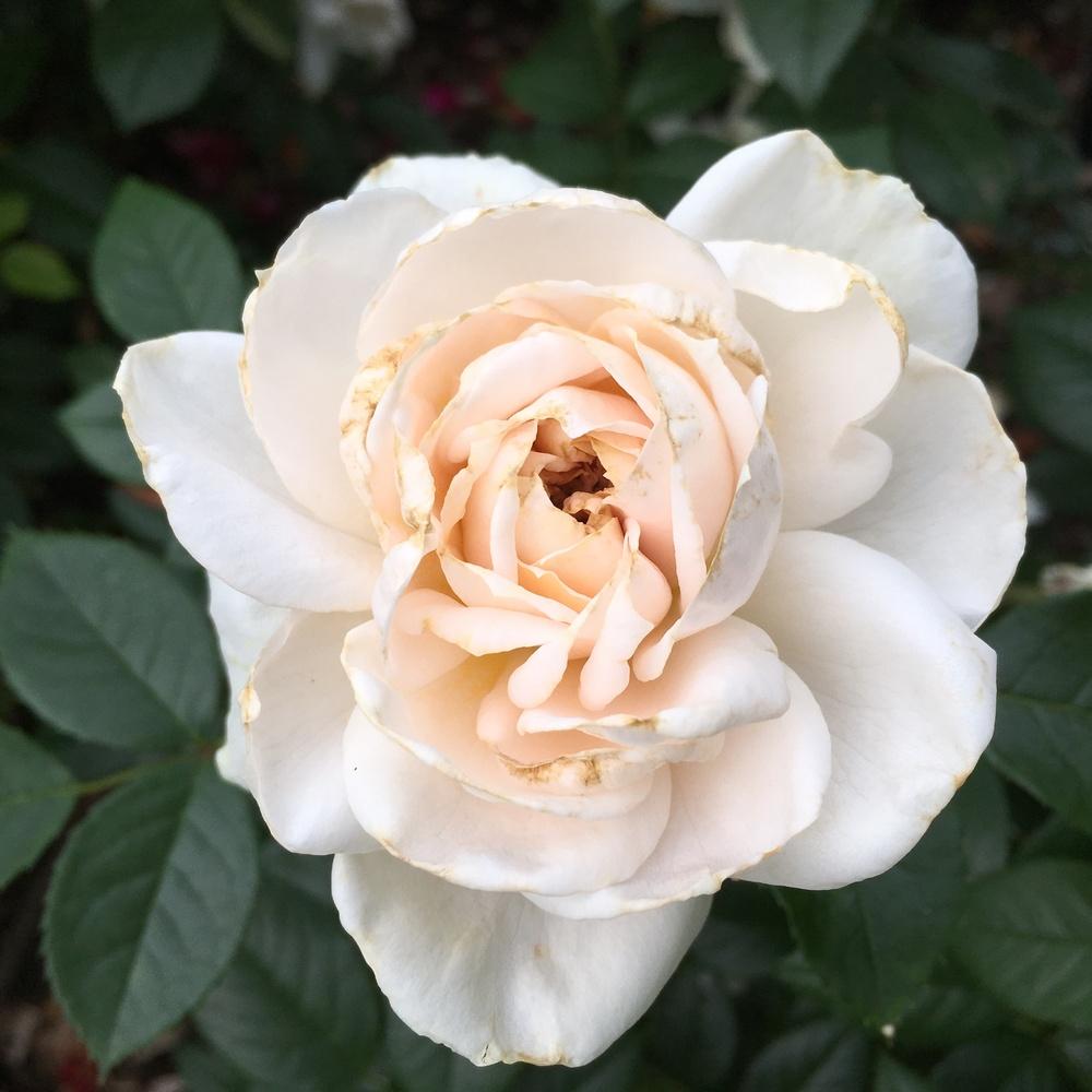 Photo of Floribunda Rose (Rosa 'Lions-Rose') uploaded by csandt