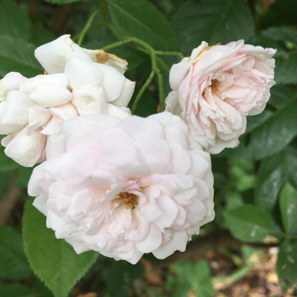 Photo of Rose (Rosa 'Marie Pavie') uploaded by csandt