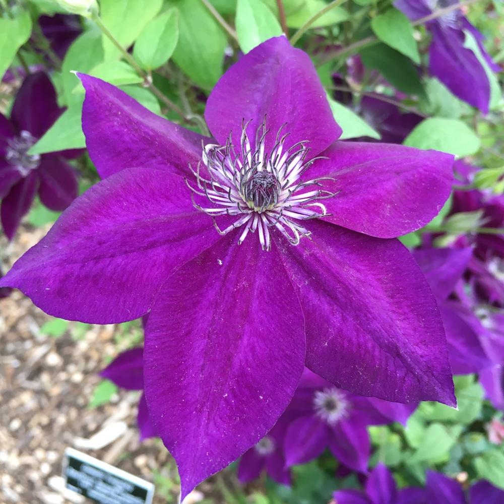 Photo of Clematis Amethyst Beauty™ uploaded by csandt
