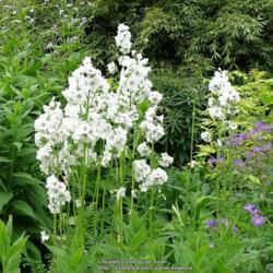 Location: Bide A Wee cottage garden, Northumberland UK
Date: 2018-06-02