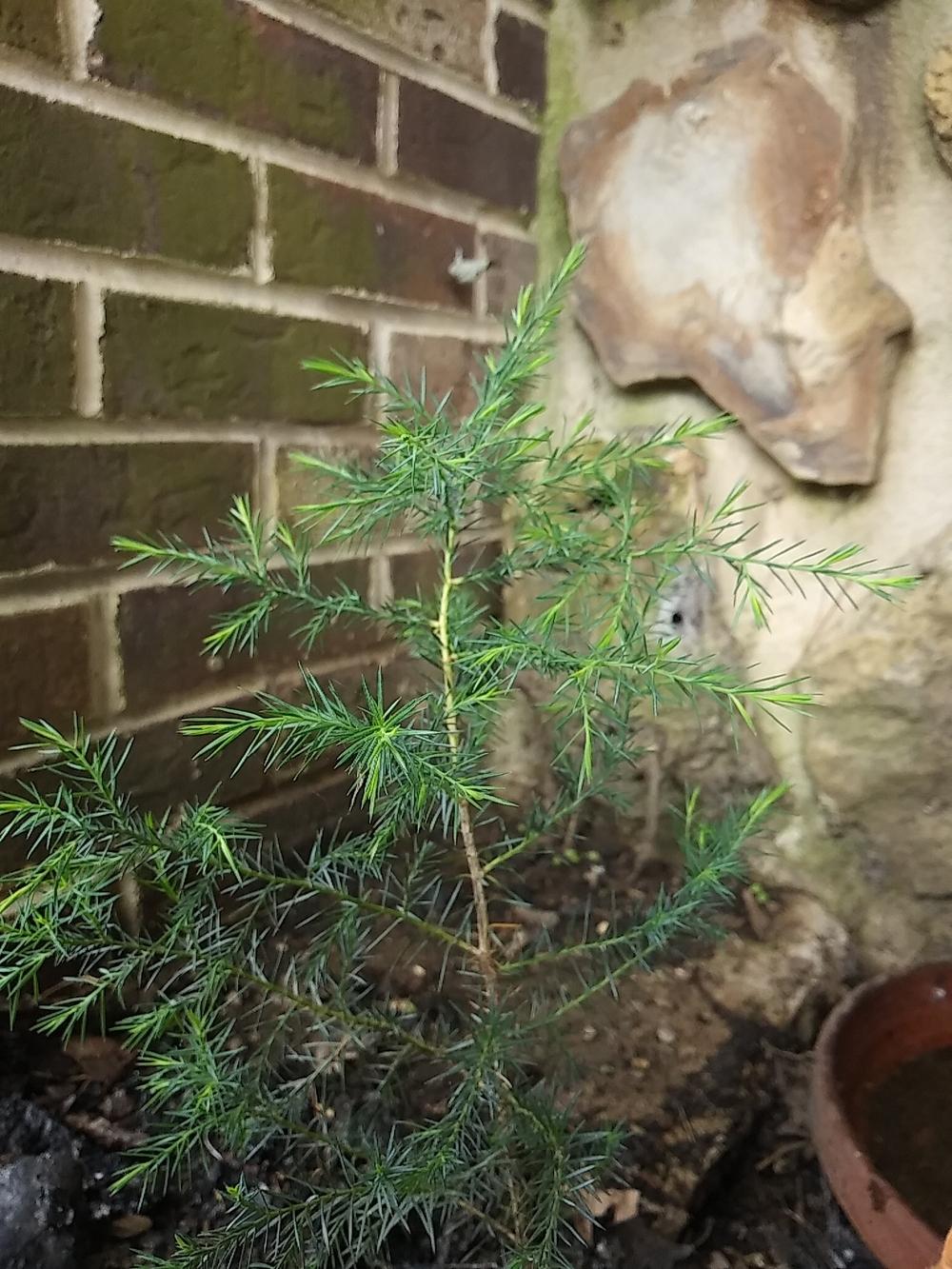 Photo of Eastern Red Cedar (Juniperus virginiana) uploaded by m33jones2
