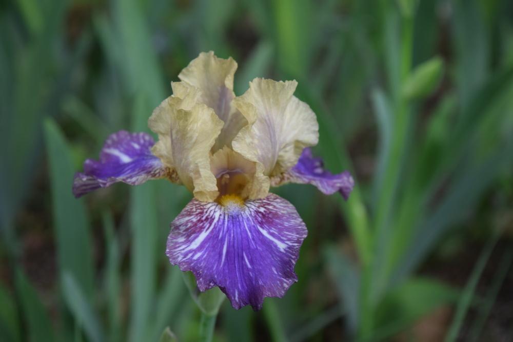 Photo of Intermediate Bearded Iris (Iris 'Doe Z Doe') uploaded by Dachsylady86