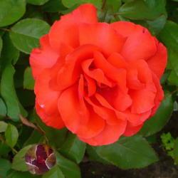 Location: Nora's Garden - Castlegar, B.C.
Date: 2018-06-03
First blossom of this season seems stridently orange - but smells