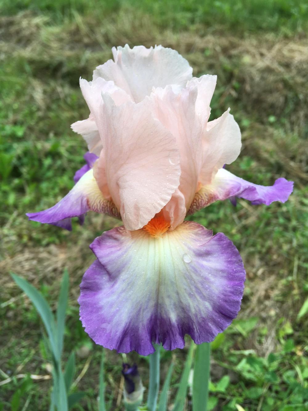 Photo of Tall Bearded Iris (Iris 'Planned Treasure') uploaded by Lbsmitty