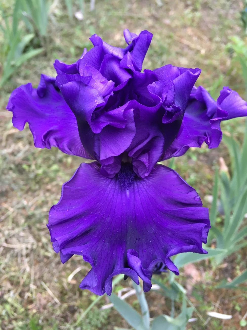 Photo of Tall Bearded Iris (Iris 'Purple Ritz') uploaded by Lbsmitty