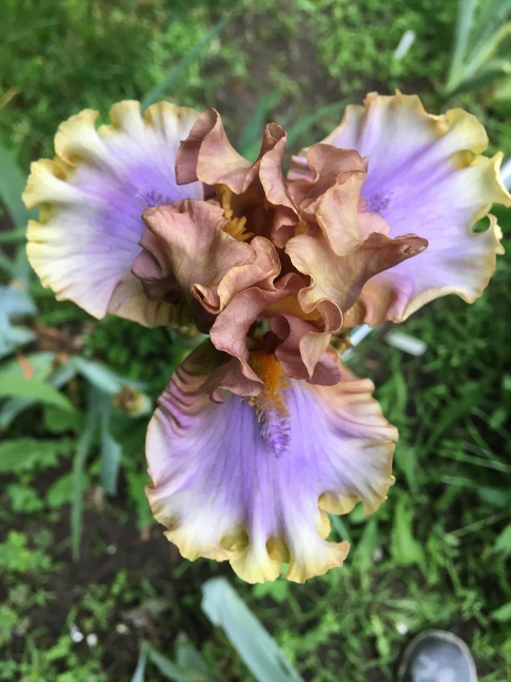 Photo of Tall Bearded Iris (Iris 'Zlatovláska') uploaded by Lbsmitty