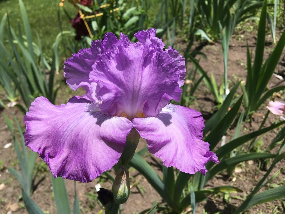 Photo of Tall Bearded Iris (Iris 'Spring Image') uploaded by Lbsmitty