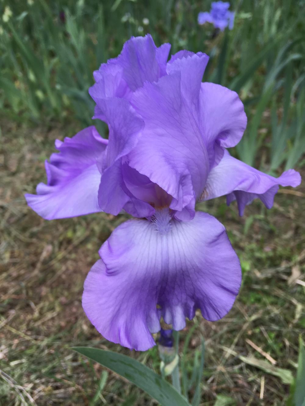 Photo of Tall Bearded Iris (Iris 'Mary Frances') uploaded by Lbsmitty