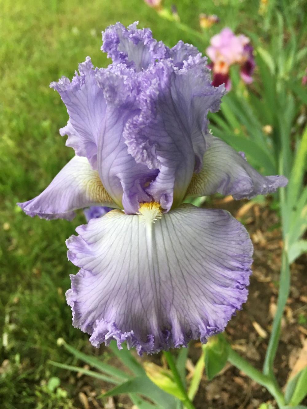 Photo of Tall Bearded Iris (Iris 'Fancy Stuff') uploaded by Lbsmitty