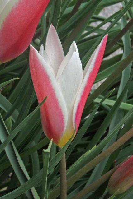 Photo of Lady Tulip (Tulipa clusiana 'Lady Jane') uploaded by RuuddeBlock