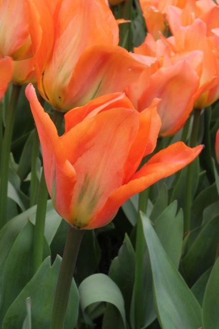 Photo of Fosteriana Tulip (Tulipa 'Orange Emperor') uploaded by RuuddeBlock