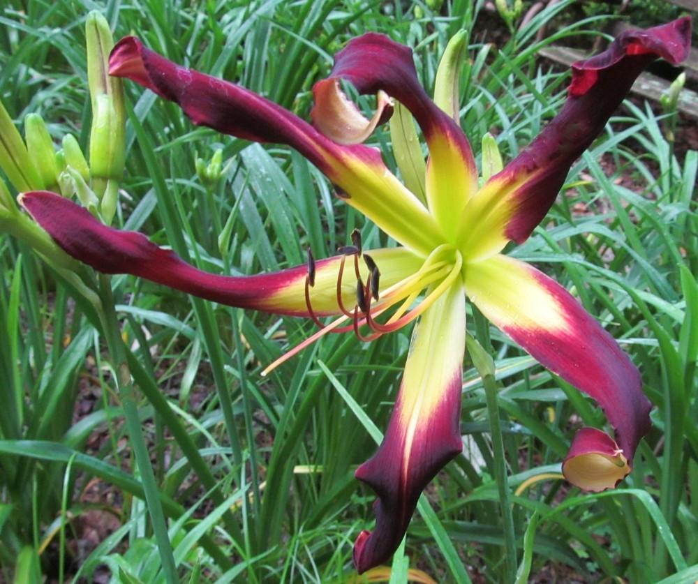 Photo of Daylily (Hemerocallis 'Velvet Ribbons') uploaded by Sscape