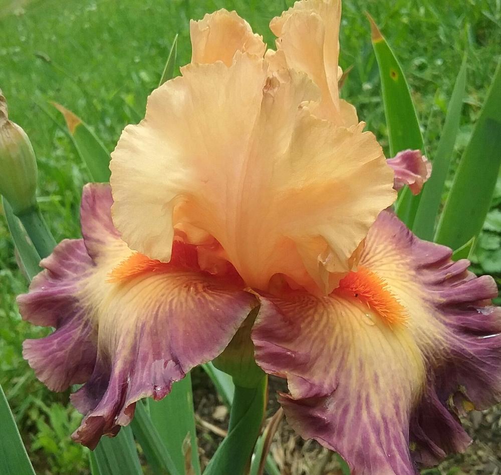 Photo of Tall Bearded Iris (Iris 'Brazilian Art') uploaded by Tiff2884