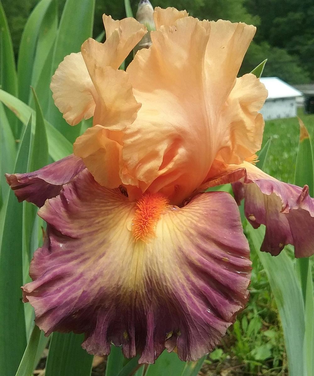 Photo of Tall Bearded Iris (Iris 'Brazilian Art') uploaded by Tiff2884