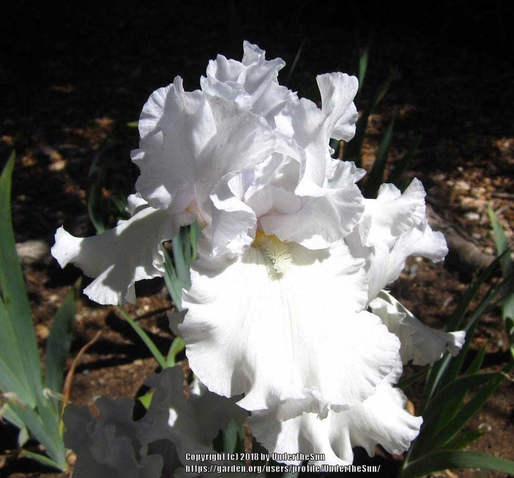 Photo of Tall Bearded Iris (Iris 'Alabaster Unicorn') uploaded by UndertheSun