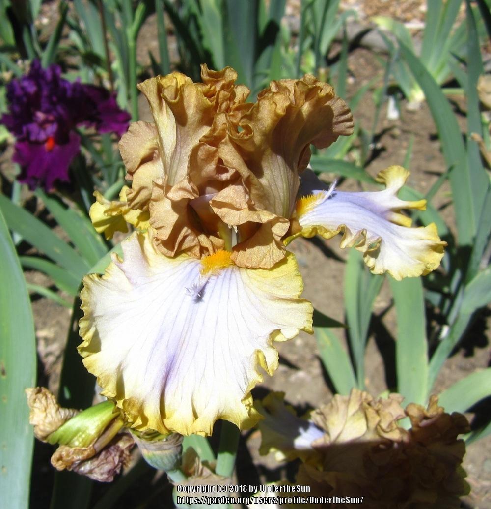 Photo of Tall Bearded Iris (Iris 'Zlatovláska') uploaded by UndertheSun