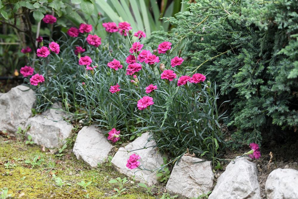 Photo of Dianthus uploaded by cliftoncat