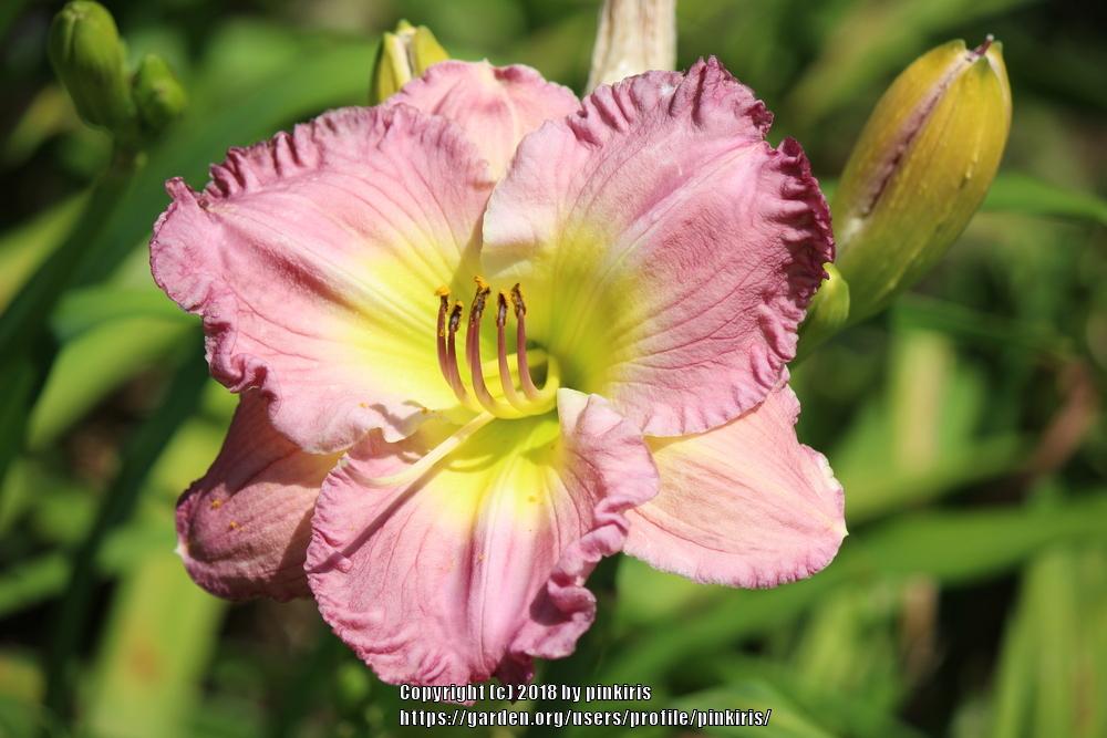 Photo of Daylily (Hemerocallis 'Lavender Stardust') uploaded by pinkiris