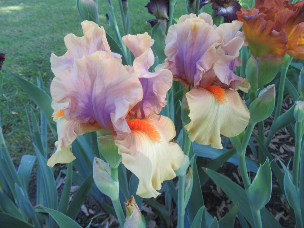 Photo of Tall Bearded Iris (Iris 'Broome Sunset') uploaded by tveguy3