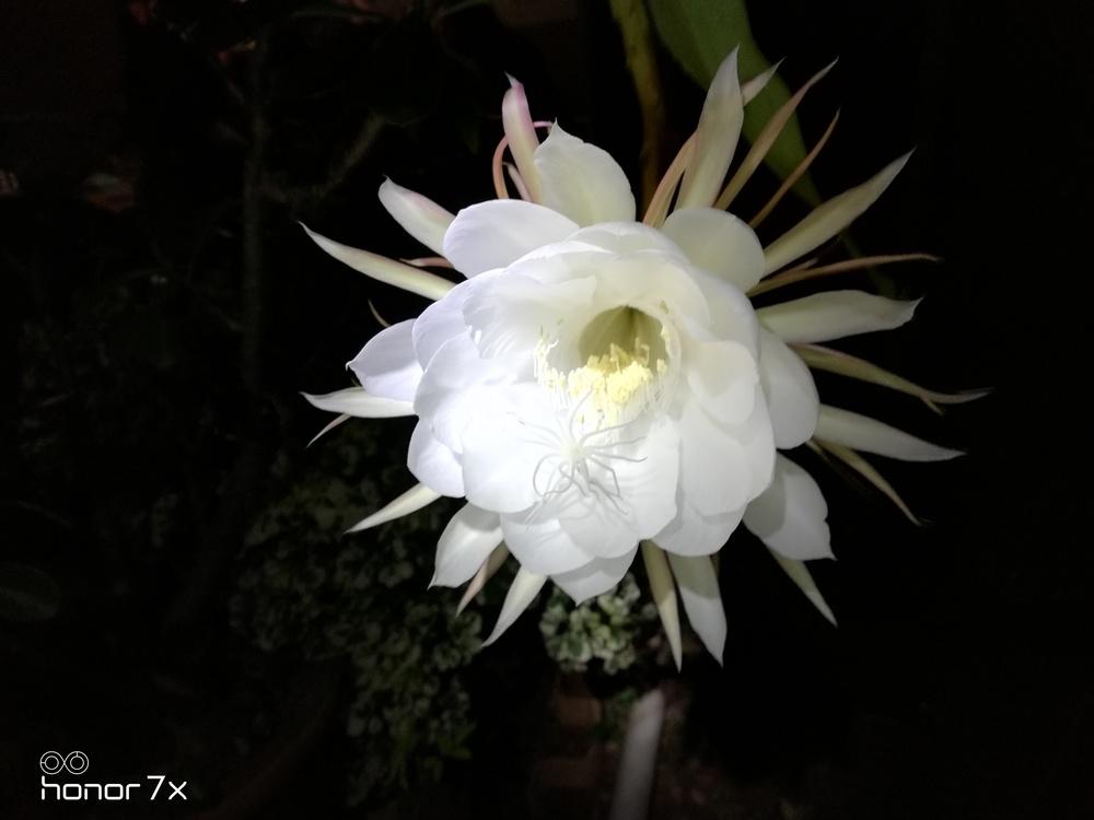 Photo of Queen of the Night (Epiphyllum oxypetalum) uploaded by Abhiasus