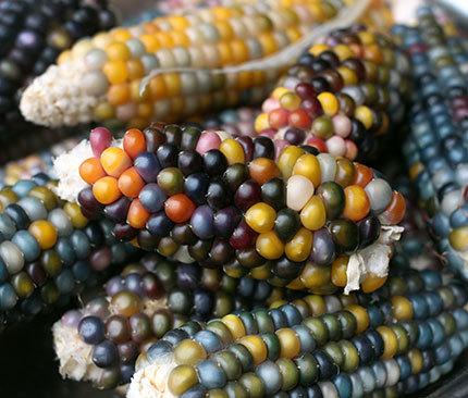 Photo of Popcorn (Zea mays subsp. mays 'Glass Gem') uploaded by Calif_Sue