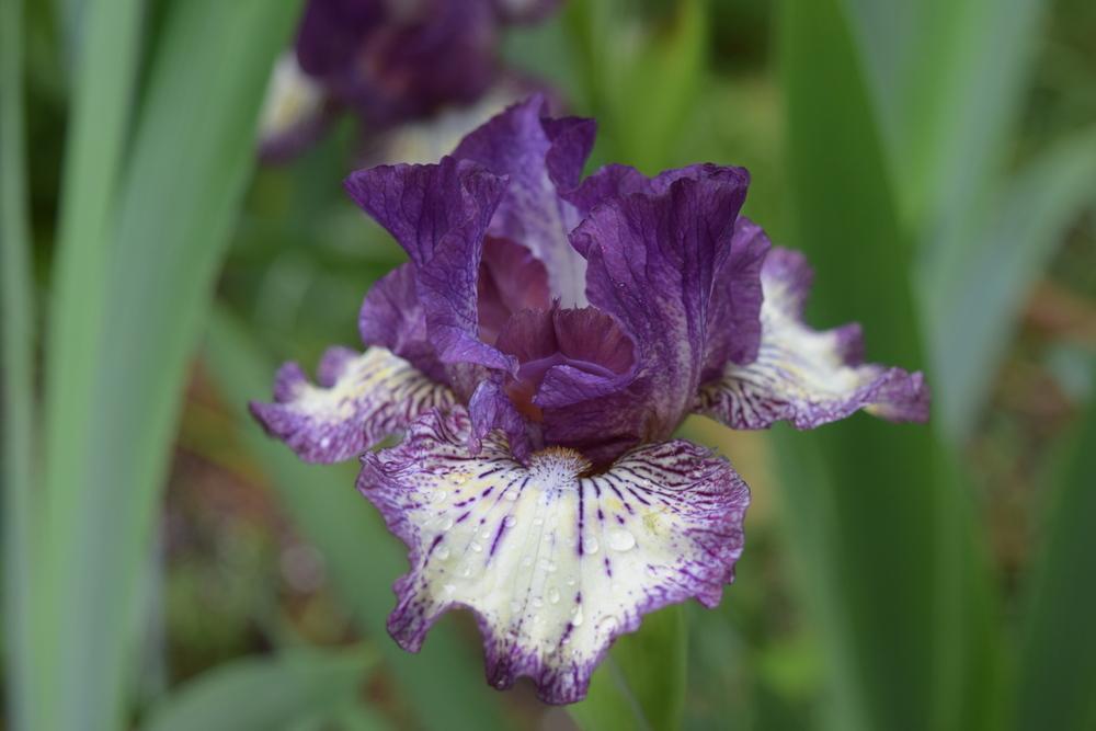 Photo of Intermediate Bearded Iris (Iris 'Fall Line') uploaded by Dachsylady86