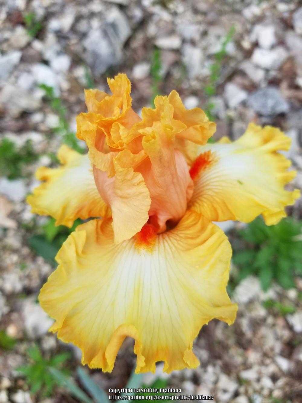 Photo of Tall Bearded Iris (Iris 'Chariots of Fire') uploaded by DraDiana