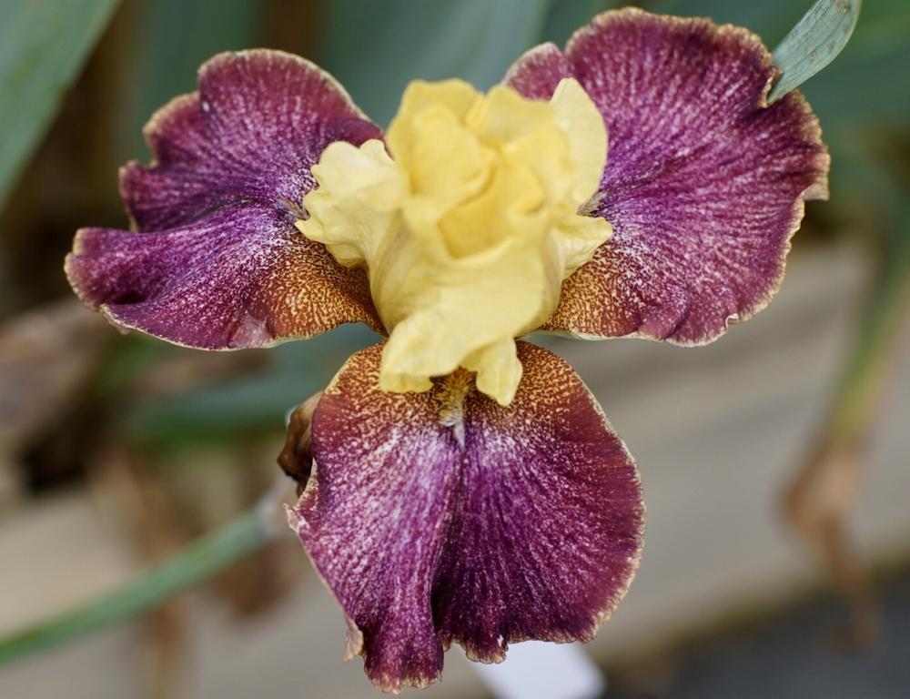 Photo of Tall Bearded Iris (Iris 'Howling at the Moon') uploaded by Islandview