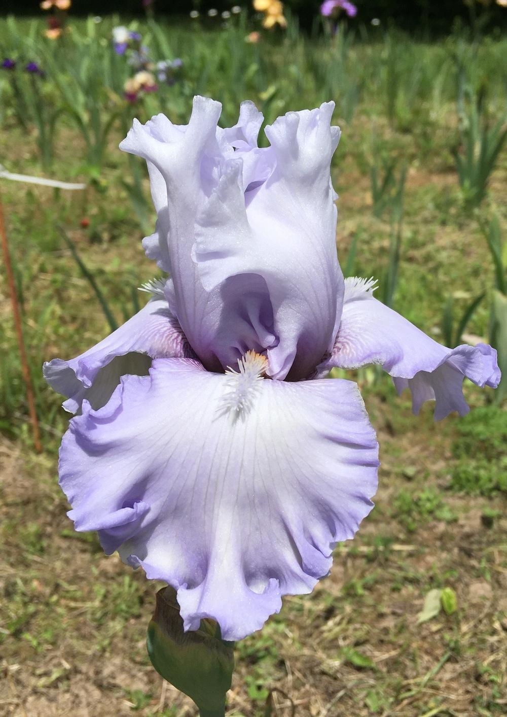 Photo of Tall Bearded Iris (Iris 'Through the Clouds') uploaded by Lbsmitty