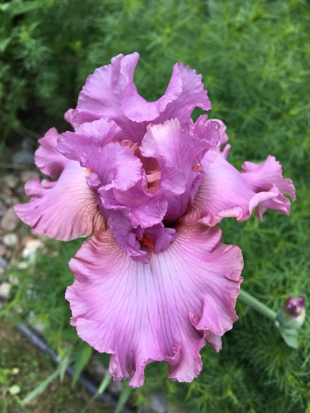 Photo of Tall Bearded Iris (Iris 'Designer Label') uploaded by Lbsmitty