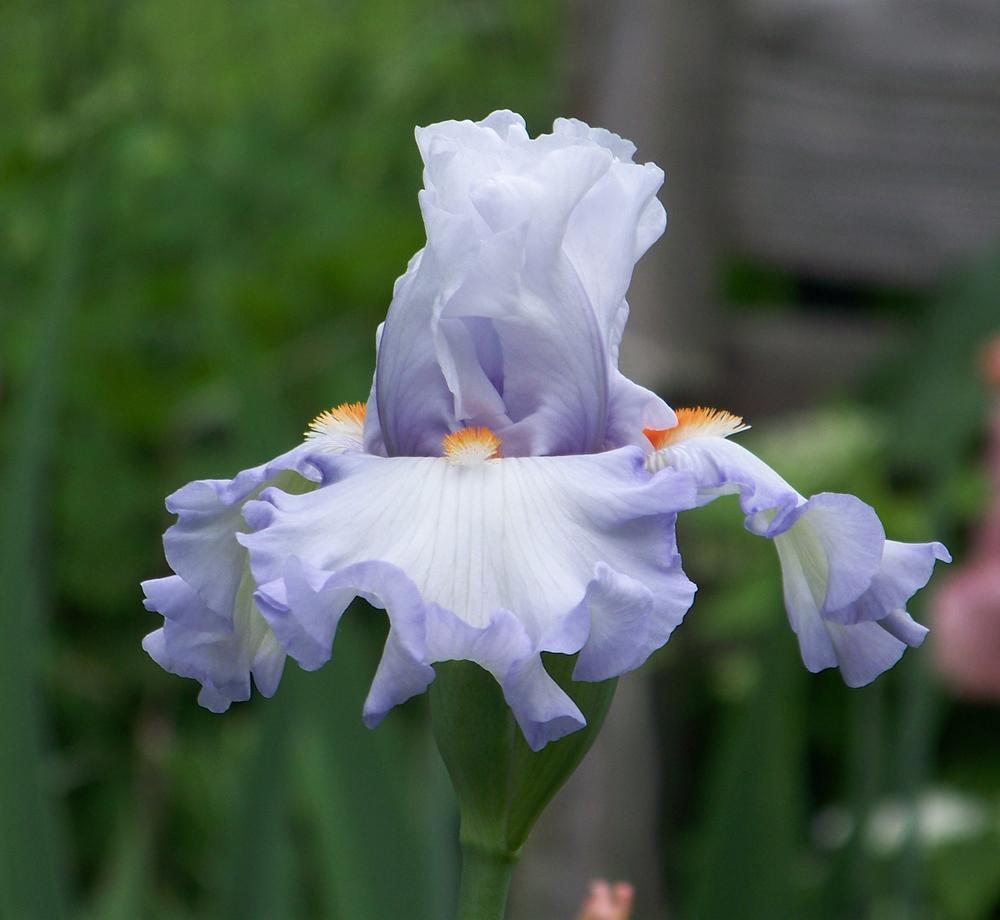 Photo of Tall Bearded Iris (Iris 'Waterline') uploaded by LynNY