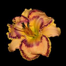 Location: Botanical Gardens of the State of Georgia...Athens, Ga
Date: 2018-06-02
Passion And Pride Daylily 001