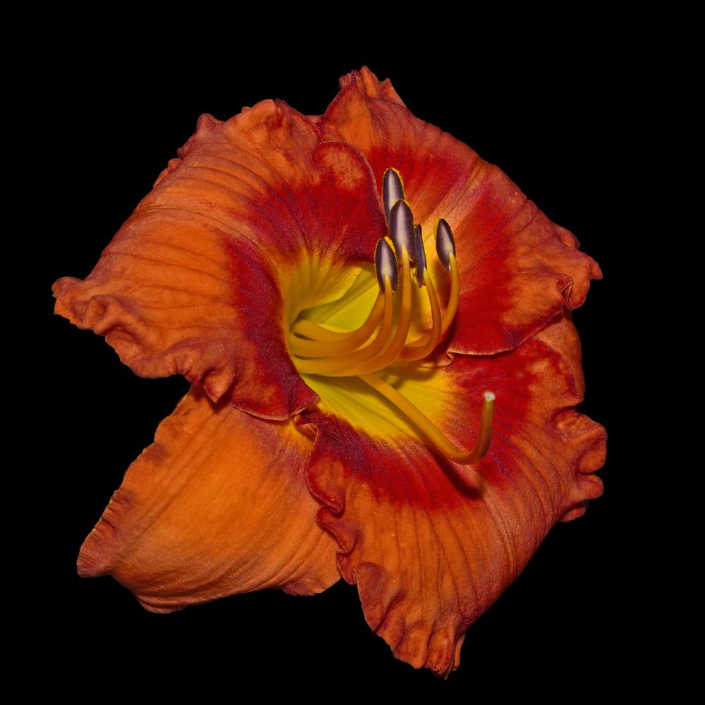 Photo of Daylily (Hemerocallis 'Lava Flow') uploaded by dawiz1753