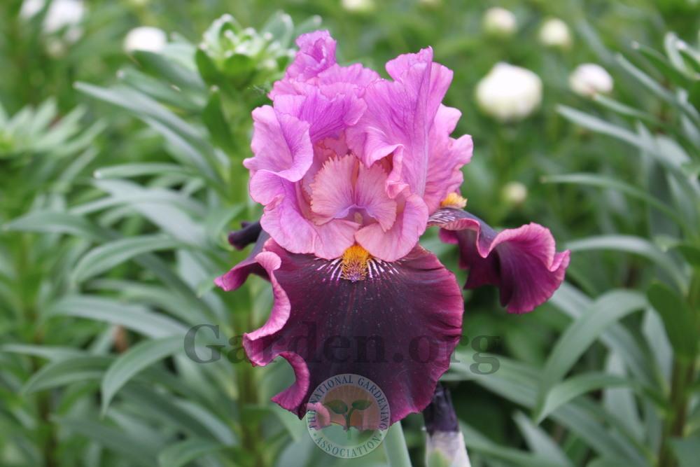 Photo of Tall Bearded Iris (Iris 'Made of Magic') uploaded by sgardener