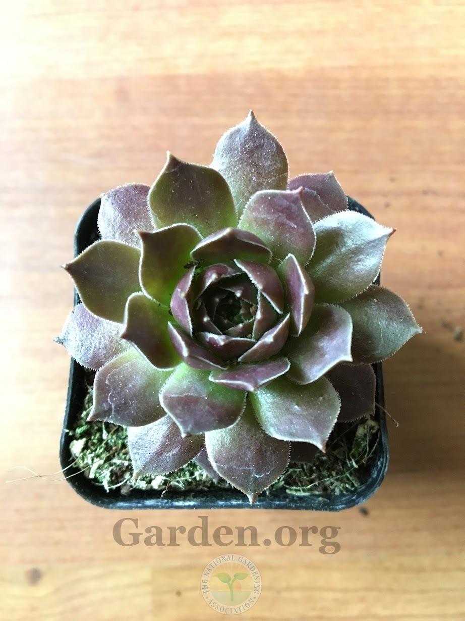Photo of Hen and Chicks (Sempervivum 'Pacific Shadows') uploaded by BlueOddish