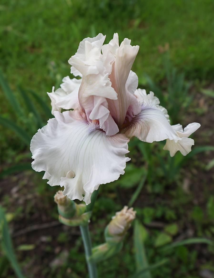 Photo of Tall Bearded Iris (Iris 'Treasured') uploaded by KatieKate