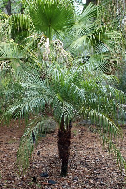 Photo of Pygmy Date Palm (Phoenix roebelenii) uploaded by RuuddeBlock