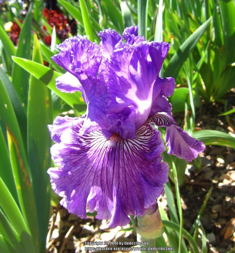 Photo of Tall Bearded Iris (Iris 'Mulberry Magic') uploaded by UndertheSun
