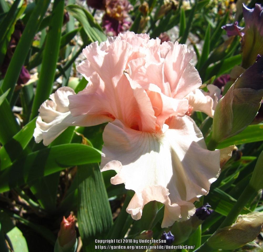 Photo of Tall Bearded Iris (Iris 'For Lovers Only') uploaded by UndertheSun